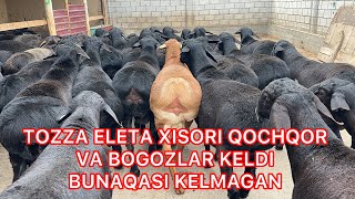 TOZZA ELETA XISORI QOʻCHQORLAR VA BOʻGOZLAR KELDI JAVOB BERAMAN XALI BUNAQASI KELMAGAN [upl. by Aelber684]