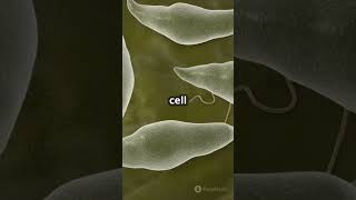 Cilia vs Flagella Cell Movers [upl. by Alanna]