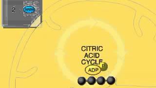 The Krebs Cycle Overview Animation Citric Acid or TCA Cycle [upl. by Roanne]