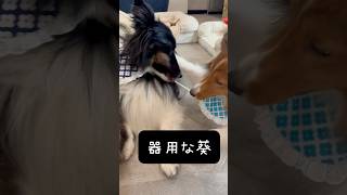 器用な葵 sheltie シェルティ シェットランドシープドック pets モフモフ多頭飼い [upl. by Medor]