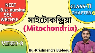 মাইটোকন্ড্রিয়াMitochondria in Bengali  Class11 NEETWBCHSENCERT [upl. by Aguste]