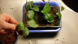 How To Take Fuchsia Cuttings aka How To Do Fuchsia Plant Propagation [upl. by Annahsal]