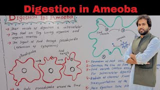 Chapter 12  Nutrition Digestion in Ameoba  11th Class Biology Vision Academy [upl. by Scarlet683]