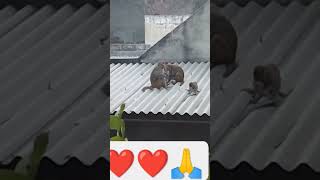 song food lover monkey 🐒like subscribe 🐒 shortviral short [upl. by Hamilton]