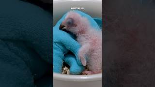 Newborn African grey baby parrot hand feeding first week life birds [upl. by Raskind]