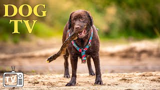 DOG TV  Calm Your Dog While Youre Away Best Entertaining Video With Deep Relaxation Music for Dog [upl. by Navaj]