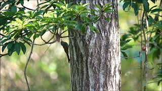 Olivaceous Woodcreeper Grimpar Fauvette [upl. by Ahael849]