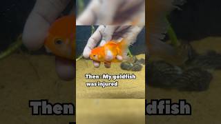 😱MY GOLDFISH GOT INJURED🐠 recovered from it orandagoldfish goldfish [upl. by Assel]