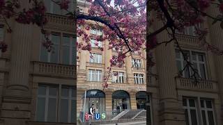 Cherry Blossom in Frankfurt Germany 🇩🇪 [upl. by Werdna926]