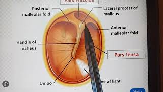 Anatomy of Ear  External Ear  Tympanic Membrane [upl. by Veal795]