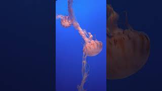 Lions Mane Jellyfish Cyanea capillata [upl. by Raffo737]