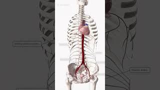 Anatomy 3D  Animation  Modern Medicine 3danatomy shorts [upl. by Laughlin]