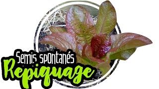 🌿 PERMACULTURE  Comment repiquer ses semis spontanés salade [upl. by Carin947]