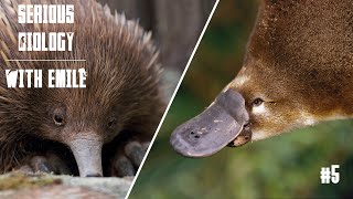 Platypus and echidna egglaying mammals  Serious Biology 5 [upl. by Dian]