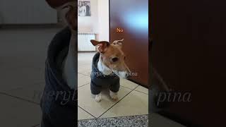 I testimoni di Geova 🤣 merybijouesciarpina jackrussell comedy ucciodesantis testimonidigeova [upl. by Eeralih887]