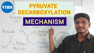 Pyruvate Decarboxylation Link Reaction Mechanism [upl. by Ddart671]