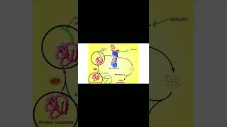 CachexiaUbiquitinProteasome Pathway cancer protein degradation youtubeshorts [upl. by Elayor57]