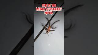 The World’s Freakiest Moth creatonotos gangis moth butterfly bugs nature biology [upl. by Alfonzo117]