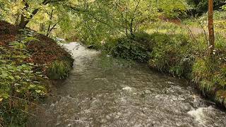 River Clyne in Autumn  Swansea Wales UK [upl. by Nylirej]