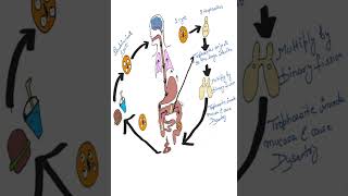 Entamoeba Histolytica Life Cycle Explained in 1 Minute short parasitologyLifeCycle simpleampeasy [upl. by Avot]