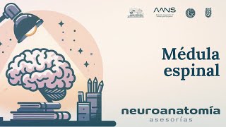 Médula espinal  Neuroanatomía Asesorías  AANS ESMIPN [upl. by Accemahs251]