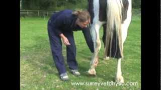 Hindlimb Stretches  Equine Physiotherapy by Surrey Vet Physio [upl. by Arenahs]