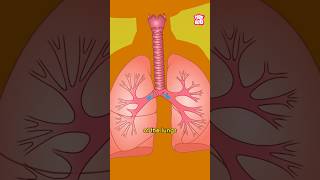 What causes Asthma to Develop  World Asthma Day 2024 shorts worldasthmaday drbinocsshow [upl. by Aenitsirhc]