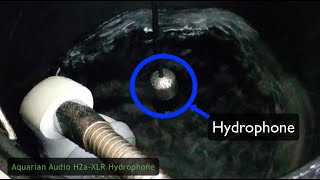 Aquarian Audio H2aXLR Hydrophone Test [upl. by Hamrnand368]