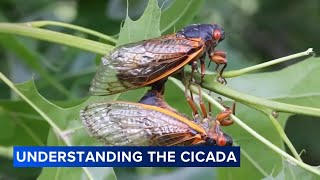 Why are cicadas so loud The Field Museum explains [upl. by Winnifred]