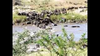 Thousands of Wildebeest in the Great Migration across the Mara River Tanzania Africa [upl. by Ahseenat]