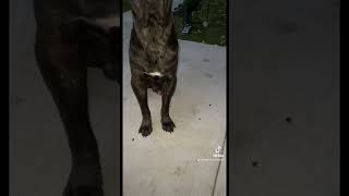 freefire fypシ゚viral canecorso canecorsoitaliano canecorsolove canecorsolovers canecorsopuppy [upl. by Kenrick786]