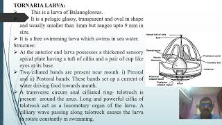 Tornaria Larva and Metamorphosis [upl. by Perzan]