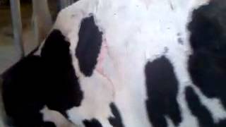 Cow with photosensitization [upl. by Roter]