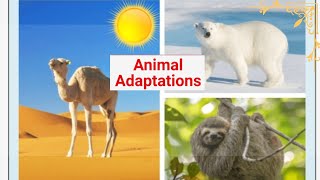 Science  grade 4  Adaptation and Survival  Unit 1  Concept 1 Lesson One and Two [upl. by Shalne]