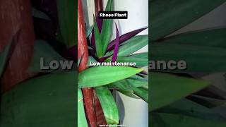 Rhoeo Plant 🌱🍃natureplants plantbeauty indoorplants trending viralvideo plantlove plants [upl. by Etnaud]