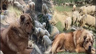 High quality bakarwal dogsRed bakarwal dog pair  Real beast sheep 🐑 protection dogs arslan vlogs [upl. by Siravaj]