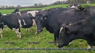 Full Herd Dispersal of 82 Spring Calving Cows available immediately here in Ireland [upl. by Airlia527]