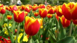 Vivary Tulips [upl. by Cornwell940]