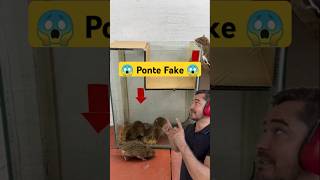 Ponte fake😱😱 animals alegriapet animais animaisfofos petsengracados amiguinhospet fofo [upl. by Absalom]