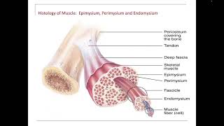 Epimysium Perimysium Endomysium Tendon Fascia Aponeurosis [upl. by Arta584]