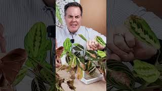 Trasplantado Hojas y Regenerando plantas dañadas con agua de lluvia hecha en casa [upl. by Nej354]