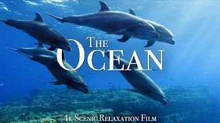 The Ocean 4K  Scenic Wildlife Film With Calming Music [upl. by Gnuhn922]