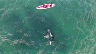 Orca and Kayaker Encounter Caught on Drone Video [upl. by Inalej]