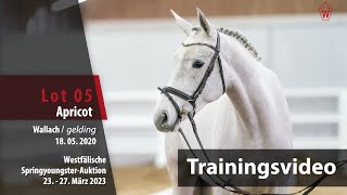 Springyoungster Auktion Training Lot 05 Apricot Wallach v Aviador  Candillo [upl. by Tore]