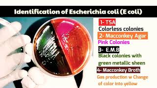 Escherichia coli E coli Identification on EMB TSA Macconkey broth amp MacConkey Agar [upl. by Assylem]