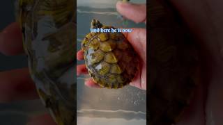 Red Eared Slider Turtle Size Transformation in 5 months turtleshorts turtle redearedslider [upl. by Aynek]