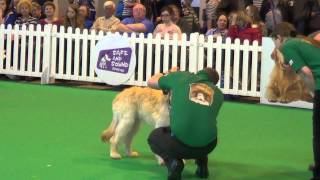 Kennel Club Good Citizen Dog Scheme Bronze Test Friday  Crufts 2014 [upl. by Modern]