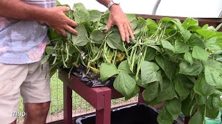 Hydroponic Green Beans in a Kitchen Sink [upl. by Cleti]