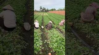 Harvest Pok Choy agriculture gardening [upl. by Hamlen]