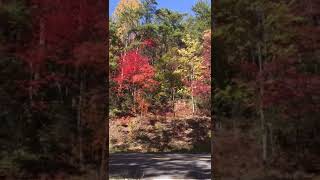 Salvador Art Work Trees in gentle hug surround Foothills Parkway TN kitten meditation nature [upl. by Phila]